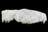 Oreodont (Merycoidodon) Partial Skull - Wyoming #95061-3